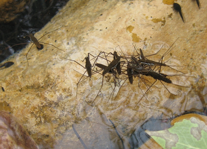 Water Striders